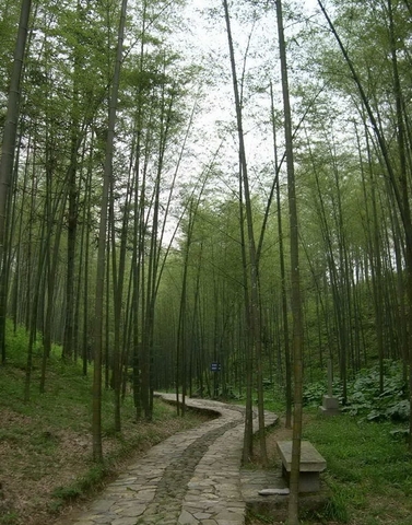 百竹园图片
