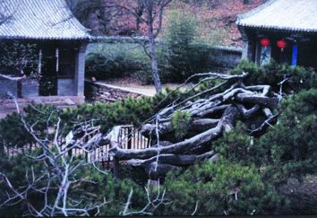 延寿寺图片