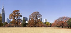 新宿御苑图片