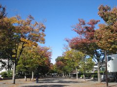 东京代代木公园图片