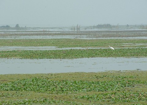 东平湖图片