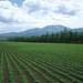 洪河自然保护区3