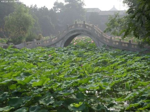 古莲花池图片