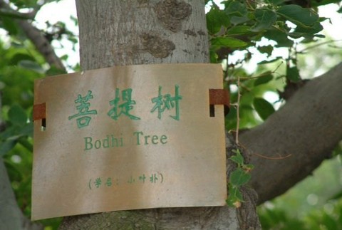 菩提岛图片