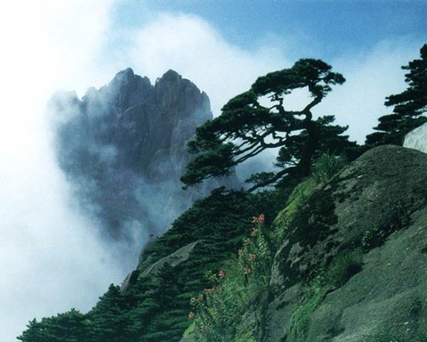 送客松图片