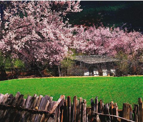 林芝桃花沟图片