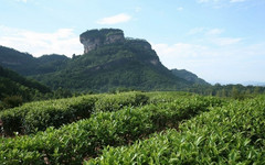 nEO_IMG_武夷山茶园