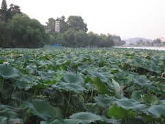 玄武湖