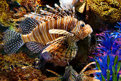 老虎滩海洋公园11