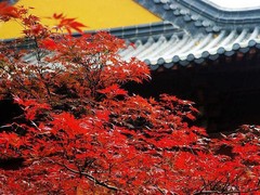 栖霞山图片