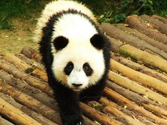 大熊猫繁育研究基地图片