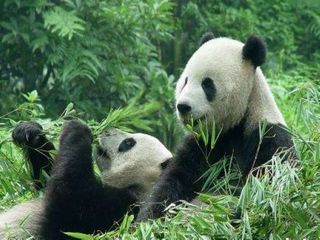 四川旅游景点推荐\/碧峰峡上里古镇2日_四川全