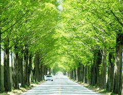 北京到(首尔-全罗道-济州5日游)味蕾享受,清新自然,原生