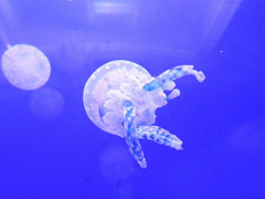上海海洋水族馆图片