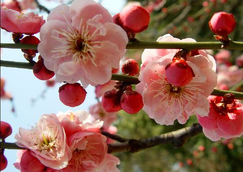 南京到[五一](溧水天生桥-傅家边赏花-采草莓1日)踏青专