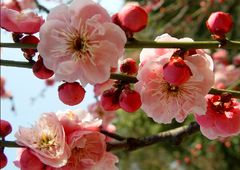 <溧水梅花山赏梅-傅家边采草莓1日>踏青专线