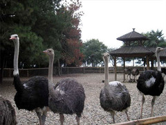 千岛湖鸵鸟岛