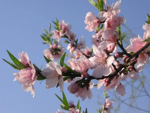 南京到(溧水天生桥-傅家边赏桃花-采草莓1日游)桃花朵朵开