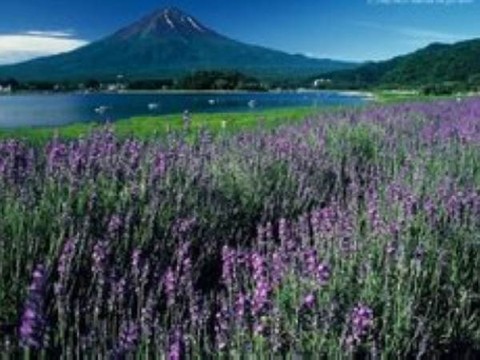 熏衣草4 - <em>普罗旺斯</em>的<em>照片</em>/法国/欧洲 - 途牛<em>旅游网</em>