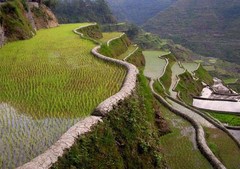 巴拿威梯田图片