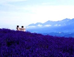 <北海道-东京6日游>看极地动物世界，享东京全天自由