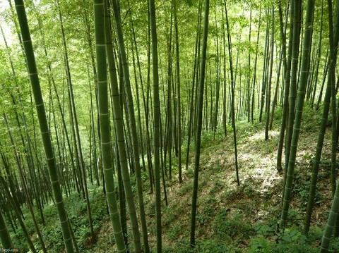 <em>宜兴竹海</em> - tuniupublic的<em>照片</em> - 途牛旅游网