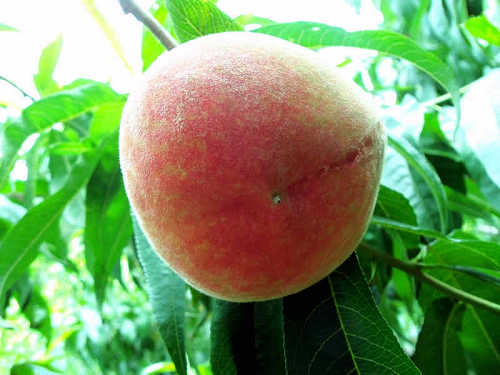 平谷桃子哪里买卖比较好的 平谷特产桃子价格