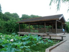 藕花深处2
