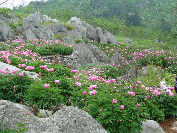 安徽南陵丫山