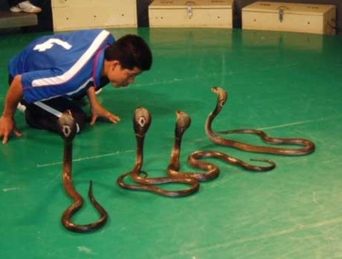 毒蛇研究中心 - 普吉岛的照片\/泰国\/亚洲