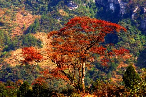 金佛山风景区图片