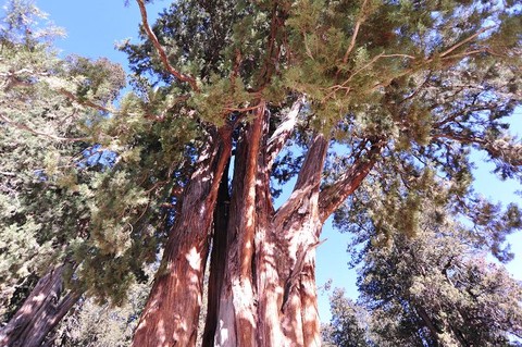 5 - 林芝巨柏的照片\/林芝\/西藏