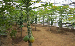 木瓜3