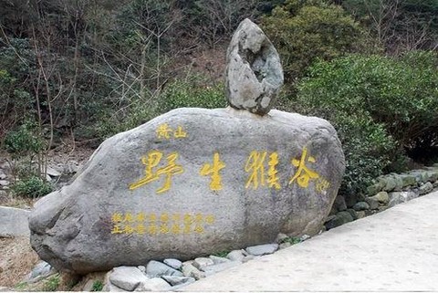 猴岛图片