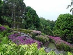 花芭山