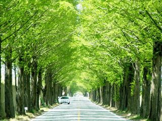 水杉树林荫道