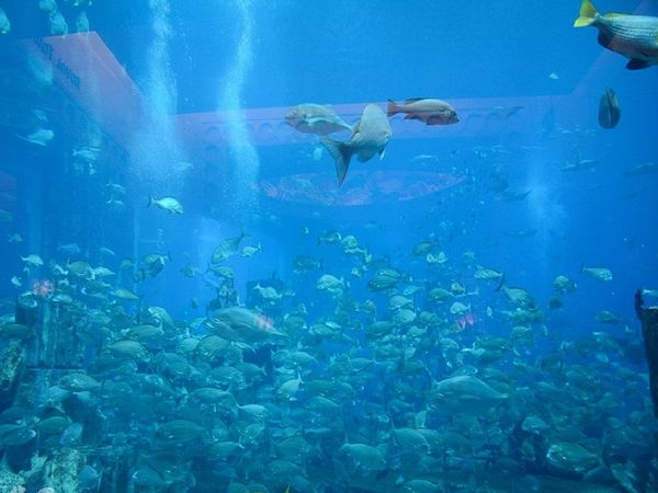 亚特兰蒂斯水族馆