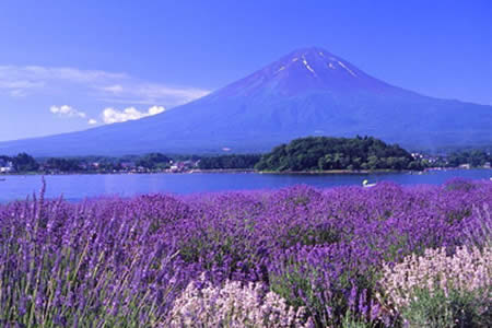 熏衣草园 - 墨尔本的照片\/澳大利亚\/大洋洲