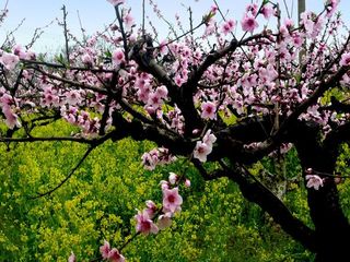 城山沟绚烂桃花