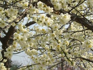 林屋梅花