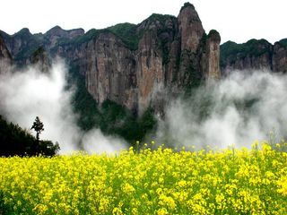 仙居油菜花