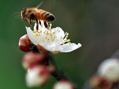 上海到(苏州香雪海赏梅-太湖湿地风光1日)探梅寻海，无购物