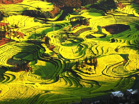 牛街螺丝梯田 - 罗平油菜花海的照片\/曲靖\/云南