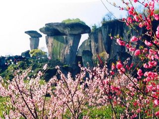 吼山桃花