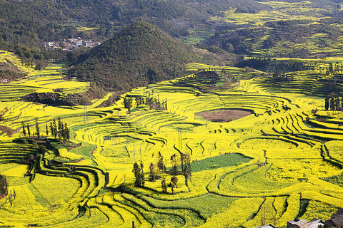 牛街螺丝梯田 - 罗平油菜花海的照片\/曲靖\/云南