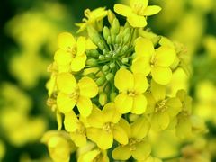 上海到(婺源江湾-李坑-晓起-江岭梯田2日)门票全含，无购