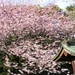 上野恩赐公园 上野公园