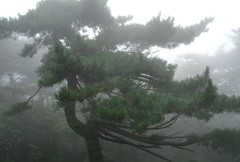九华山图片