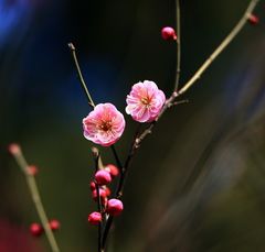 <溱湖生态湿地公园-万株桃花1日>春季赏桃花专线