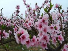 <桂林双卧5日>桂林花韵，共赏桃花杜鹃花，无购物